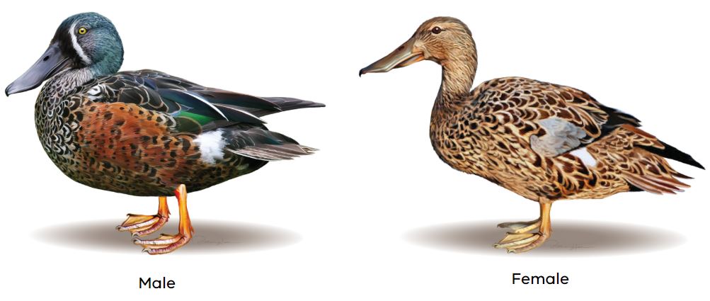 Game duck species