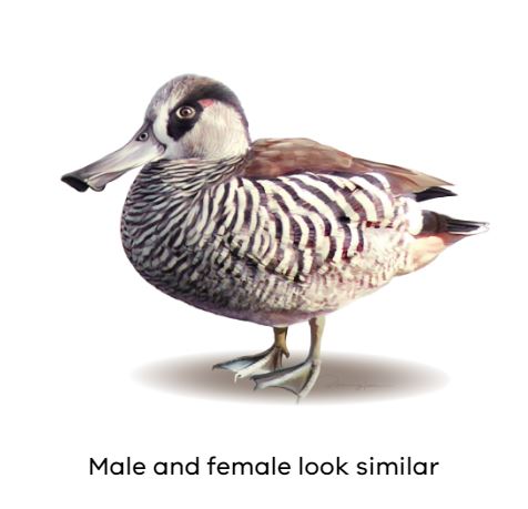Duck breeds wild deals
