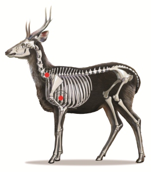 Is a Neck Shot on a Deer Ethical
