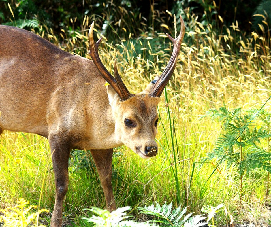Game deer species - Game Management Authority