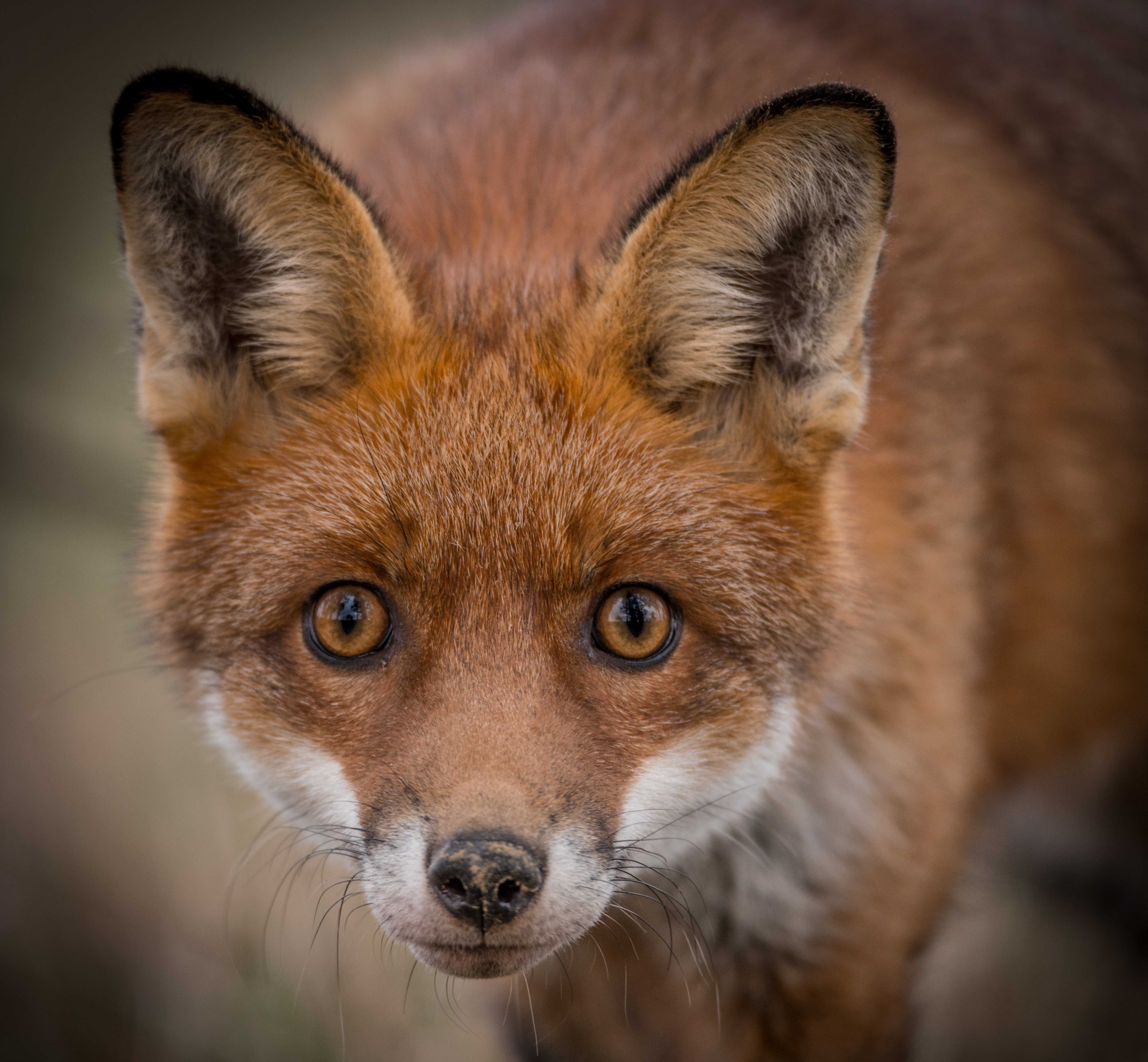 Pest animals - Game Management Authority Pest animals - Game Management Authority