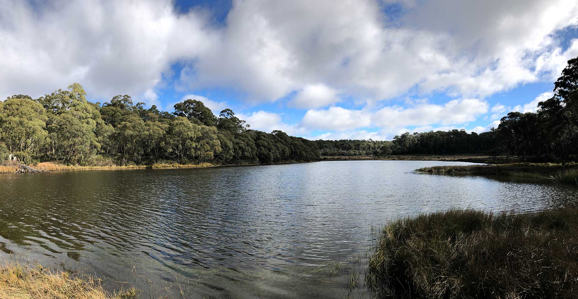 A lake rimmed by Black Sallee eucalyptus.