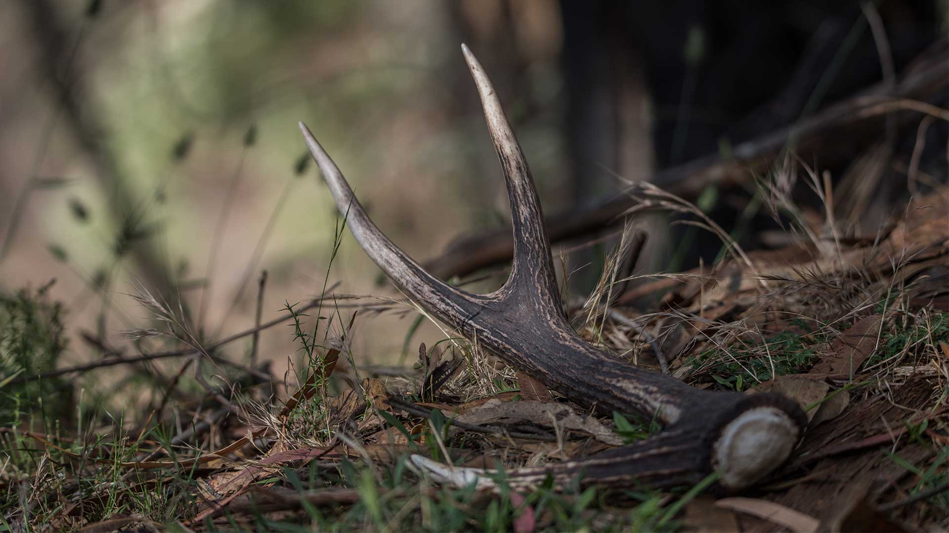 Deer antlers lying on the forest floor.