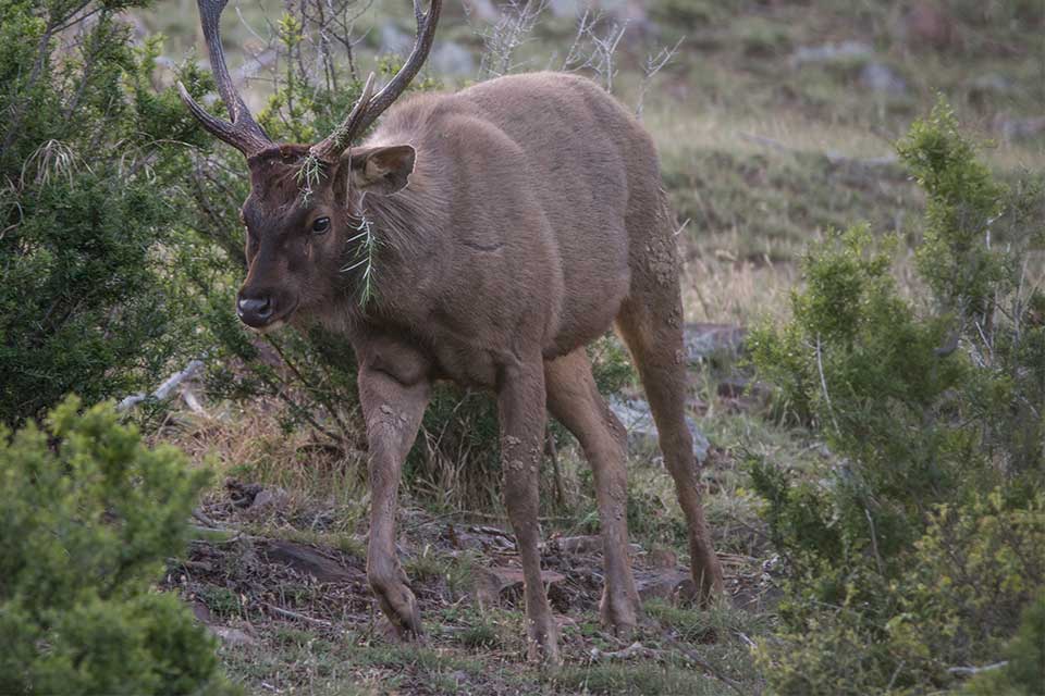 A deer walks through scrub on a hillside.