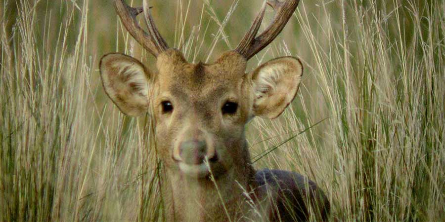 A hog deer stag in long grass.