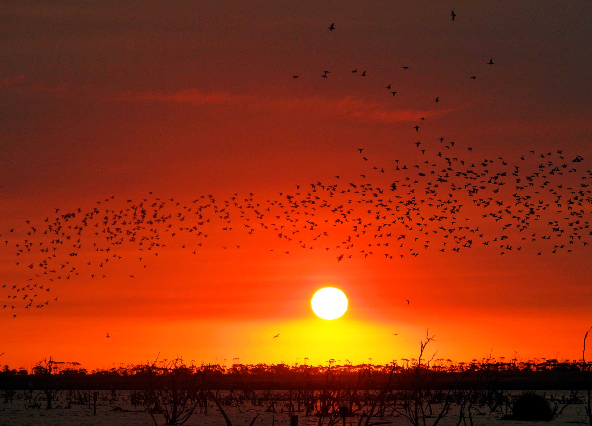 Ducks fly over wetlands with the sun setting in the background.