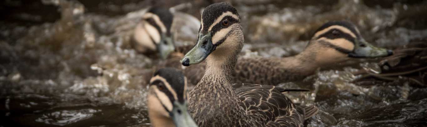 Photo by Reg Gordon Many black ducks crowded together on water.