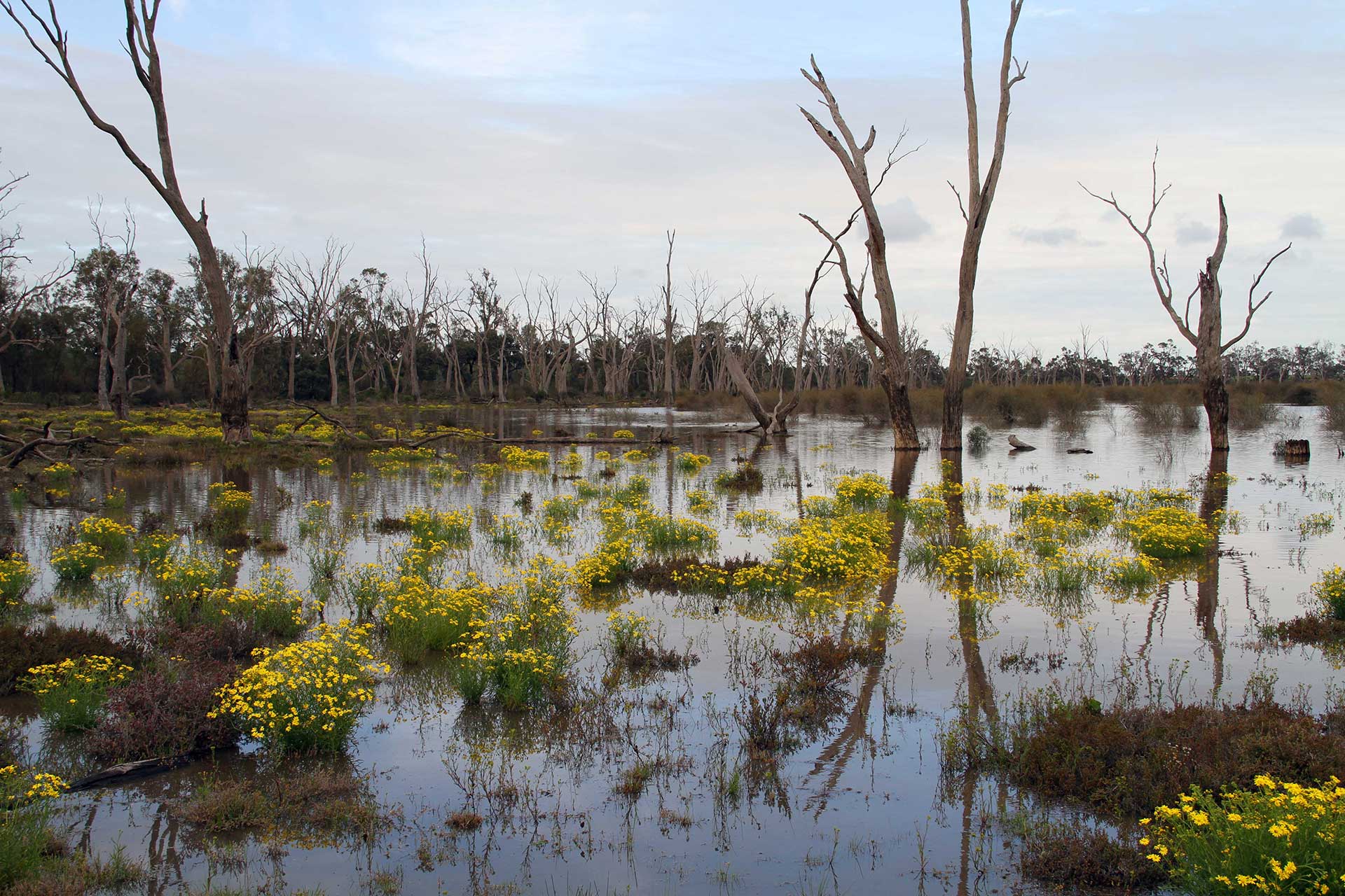 Yellow flowering bushes and skeletal tress in the shallows of Lake Bael Bael.