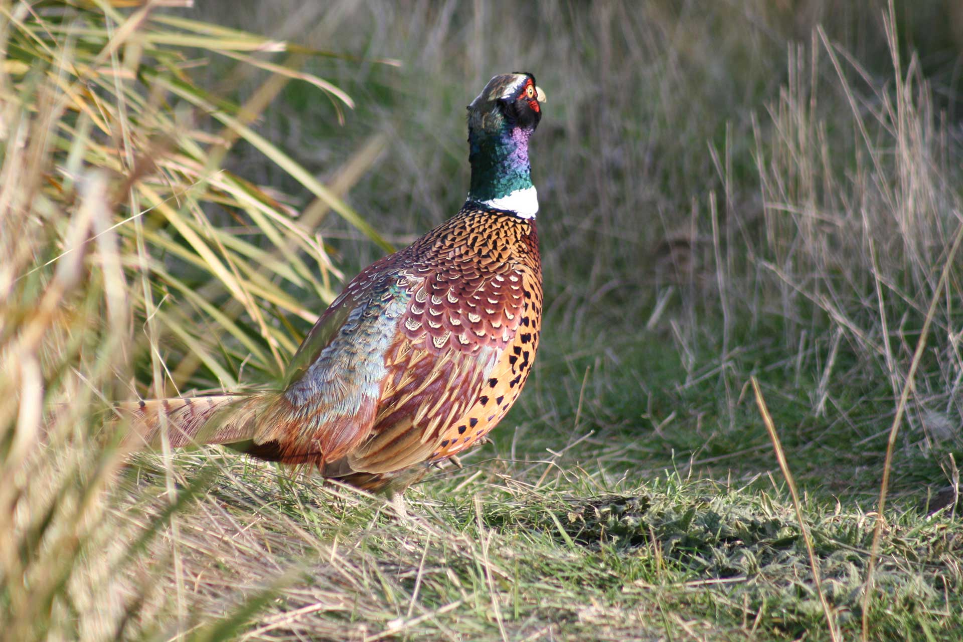 A male ring-necked pheasant stands in a clearing amid long grass.