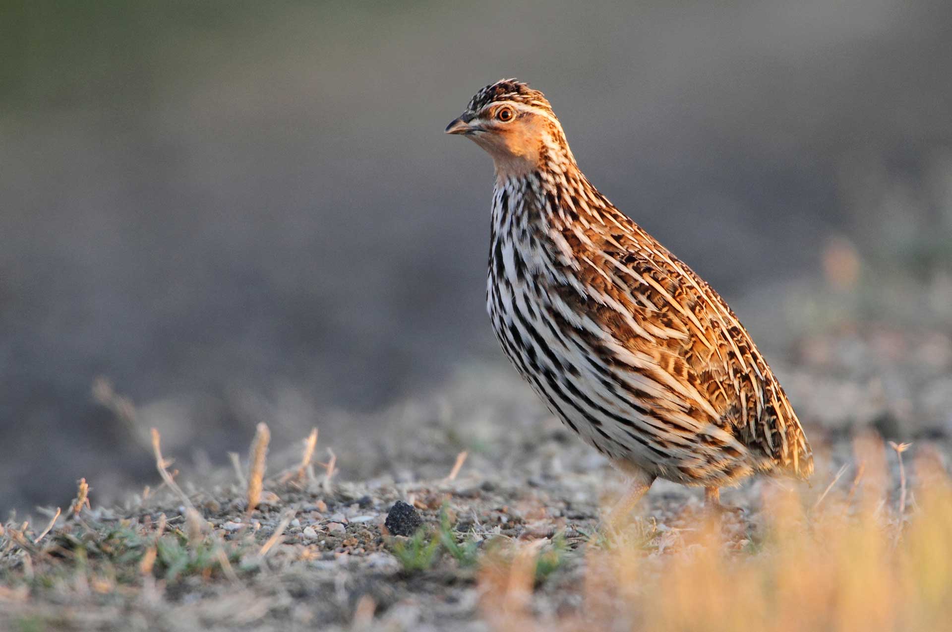 Stubble quail standing in the light at sunrise.