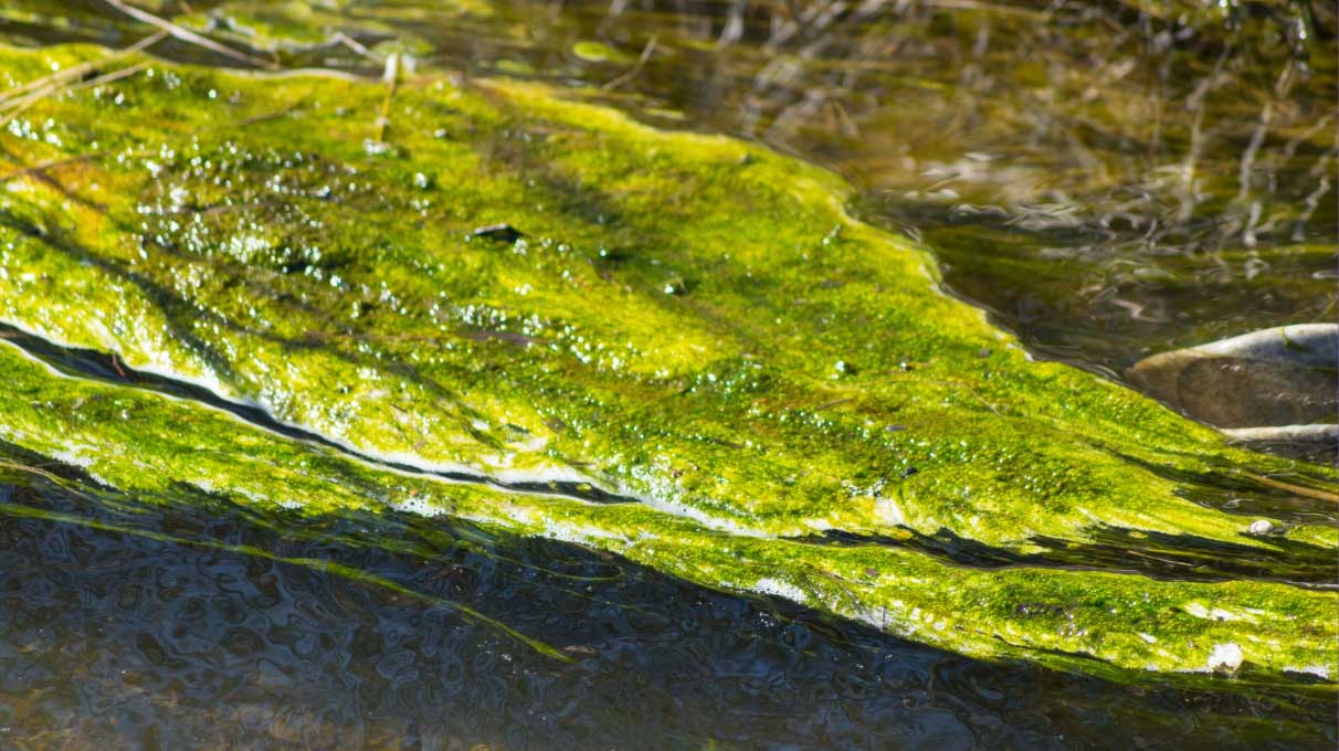 A blue green algae blume on the water.